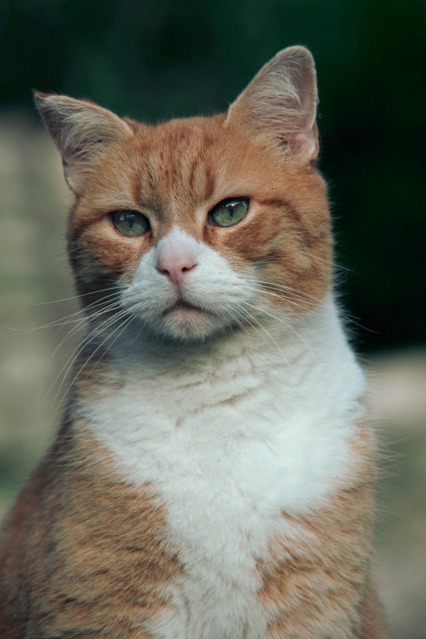 Helios participe au concours pour gagner de l'argent avec cette photo : aegean_cat, american_wirehair, asian, british_shorthair, carnivore, cat, close_up, domestic_short_haired_cat, european_shorthair, fawn, felidae, fur, kitten, mammal, small_to_medium_sized_cats, snout, tabby_cat, vertebrate, whiskers, wildlife