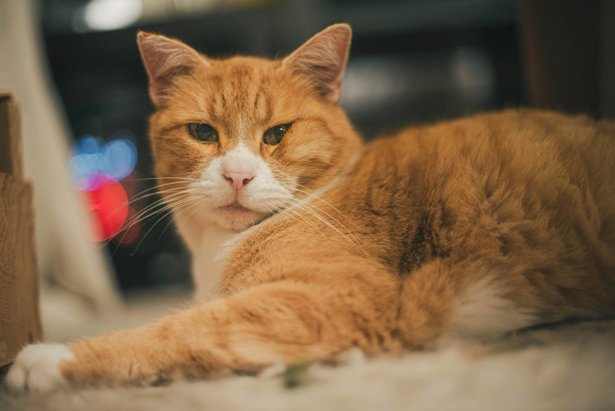 Helios a rejoint le concours — aidez-le/la à gagner de superbes lots ! aegean_cat, asian, carnivore, cat, domestic_short_haired_cat, ear, european_shorthair, fawn, felidae, fur, kitten, mammal, ojos_azules, small_to_medium_sized_cats, snout, tabby_cat, vertebrate, whiskers