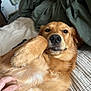 golden_retriever, dog, pet, bed, blanket, fur, paw, relaxed, indoor, cozy, human_hand, scratching, cute, animal, cute_pet, sleepy, comfort, lying_down, closeup, domestic_animal