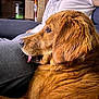 dog, golden_retriever, pet, indoor, person, couch, relaxed, tongue_out, fur, casual_clothing, living_room, human, companion, animal, comfortable, close_up, portrait, home, resting, friendly