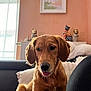 dog, golden_retriever, puppy, sofa, cushion, indoor, decor, figurine, curtains, wall_art, pet, cozy, furniture, tongue_out, cute, warm_lighting, home, relaxing, animal, companion