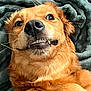 Maya a rejoint le concours — aidez-le/la à gagner de superbes lots ! dog, golden_retriever, pet, animal, closeup, face, teeth, fur, blanket, cozy, cute, lying_down, whiskers, expression, playful, indoors, soft_texture, relaxed, portrait, funny