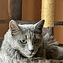 cat, gray_cat, green_eyes, fluffy_fur, cat_tree, indoor, pet, animal, feline, resting, closeup, whiskers, ears, fur_texture, portrait, soft_light, relaxed, cozy, home, cute