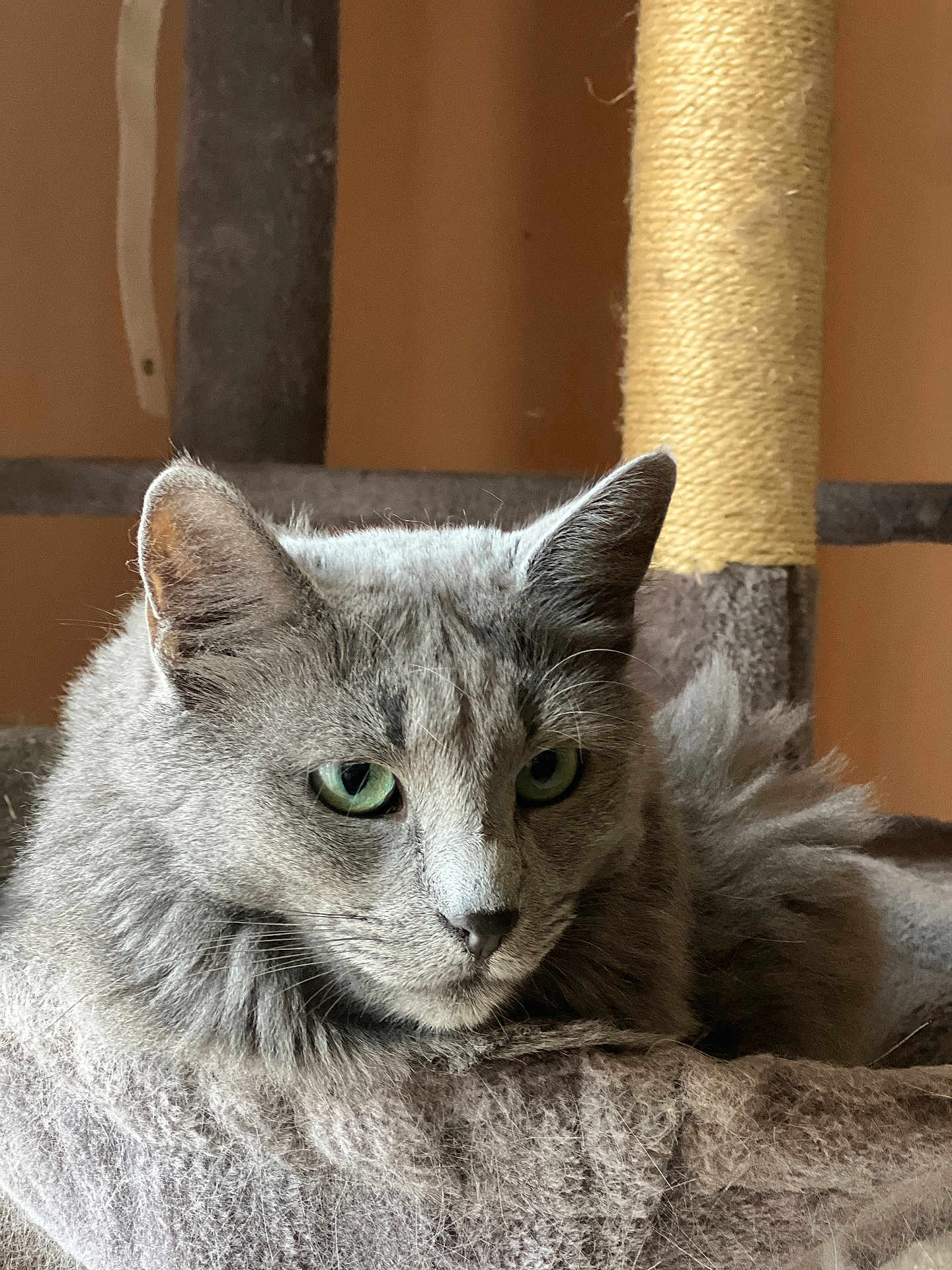 Mimi a rejoint le concours — aidez-le/la à gagner de superbes lots ! cat, gray_cat, green_eyes, fluffy_fur, cat_tree, indoor, pet, animal, feline, resting, closeup, whiskers, ears, fur_texture, portrait, soft_light, relaxed, cozy, home, cute