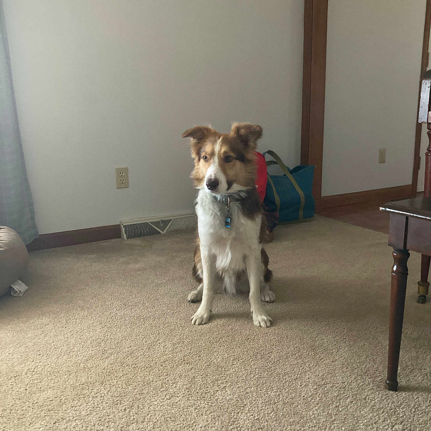 James is registered to the contest to win money with this photo: dog, indoor, carpet, sitting, pet, collar, living_room, furniture, bag, wooden_leg, calm, brown, white, ears, floor, wall, vent, window_curtain, quiet, home