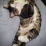 cat, tabby_cat, white_cat, pet, animal, feline, fluffy, fur, whiskers, pink_nose, paws, belly, lying_down, upside_down, relaxed, sleeping, bed, bedsheet, indoor, portrait