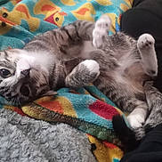 Odter is registered to the contest to win money with this photo: cat, kitten, gray_and_white, lying_down, belly_up, paws, whiskers, pink_nose, fur, pet, indoor, blanket, colorful, cozy, relaxed, playful, cute, animal, portrait, sleeping