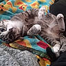 cat, kitten, gray_and_white, lying_down, belly_up, paws, whiskers, pink_nose, fur, pet, indoor, blanket, colorful, cozy, relaxed, playful, cute, animal, portrait, sleeping