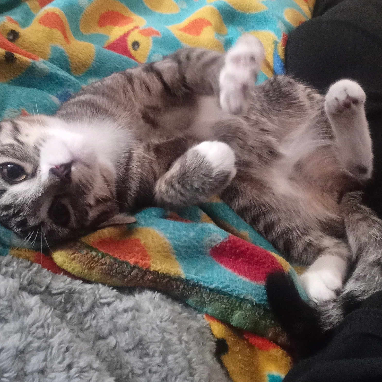 Odter is registered to the contest to win money with this photo: cat, kitten, gray_and_white, lying_down, belly_up, paws, whiskers, pink_nose, fur, pet, indoor, blanket, colorful, cozy, relaxed, playful, cute, animal, portrait, sleeping