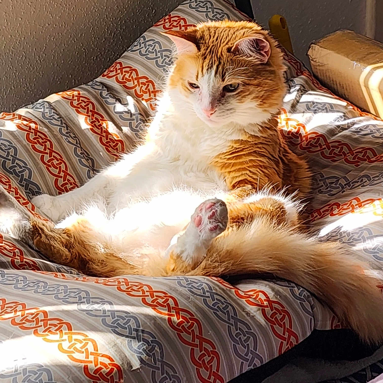 Harlee is registered to the contest to win money with this photo: cat, orange_cat, white_cat, pet, animal, feline, paw, fur, sunlight, indoor, cushion, patterned_cushion, relaxing, cozy, window_light, resting, cute, fluffy, pink_paw, home