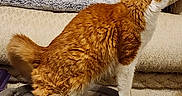 Harlee is registered to the contest to win money with this photo: cat, orange_cat, white_cat, stretching, chair, blanket, cushion, indoor, pet, feline, fur, whiskers, tail, cozy, home, furniture, looking, curious, animal, domestic