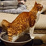 cat, orange_cat, white_cat, stretching, chair, blanket, cushion, indoor, pet, feline, fur, whiskers, tail, cozy, home, furniture, looking, curious, animal, domestic