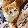 Harlee is registered to the contest to win money with this photo: cat, orange_cat, white_cat, pet, animal, indoor, blanket, pink_blanket, cat_pattern, feline, paw, stretching, cozy, relaxed, cute, fur, whiskers, domestic_cat, resting, looking_up