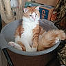 Harlee joined the competition — help win amazing prizes! cat, orange_cat, white_cat, pet, indoor, chair, mesh_chair, relaxed, fluffy, tail, paw, scratching_post, furniture, household, cozy, domestic, animal, feline, resting, cute