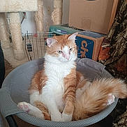 Harlee is registered to the contest to win money with this photo: cat, orange_cat, white_cat, pet, indoor, chair, mesh_chair, relaxed, feline, fur, tail, cat_tree, box, cardboard_box, home, cozy, sitting, resting, cute, animal