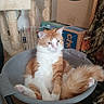 cat, orange_cat, white_cat, pet, indoor, chair, mesh_chair, relaxed, feline, fur, tail, cat_tree, box, cardboard_box, home, cozy, sitting, resting, cute, animal