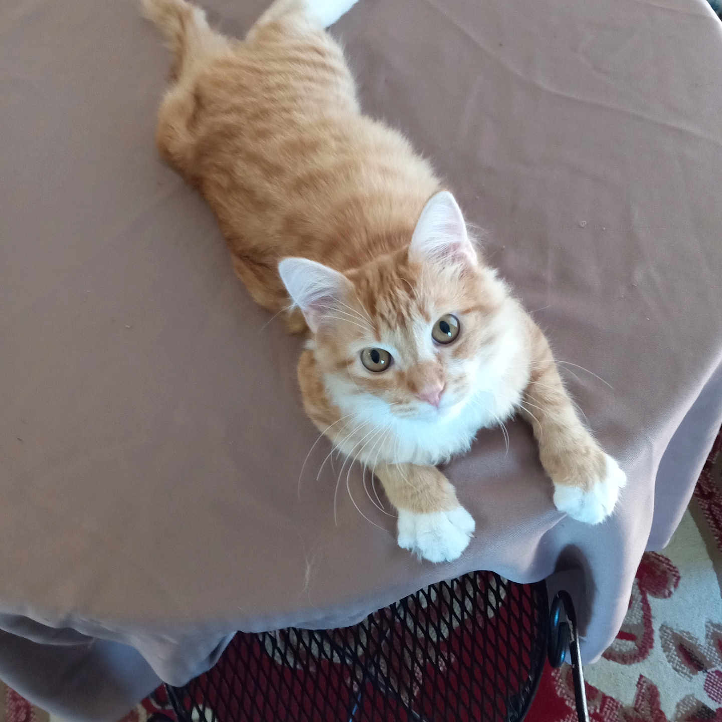 Cheddar