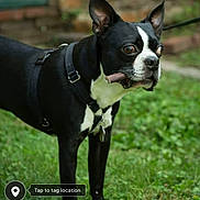 Dexter is registered to the contest to win money with this photo: dog, black_and_white, outdoor, grass, pet, animal, canine, leash, harness, chew_toy, alert, curious, standing, ears_up, collar, nature, greenery, brick_wall, close_up, portrait