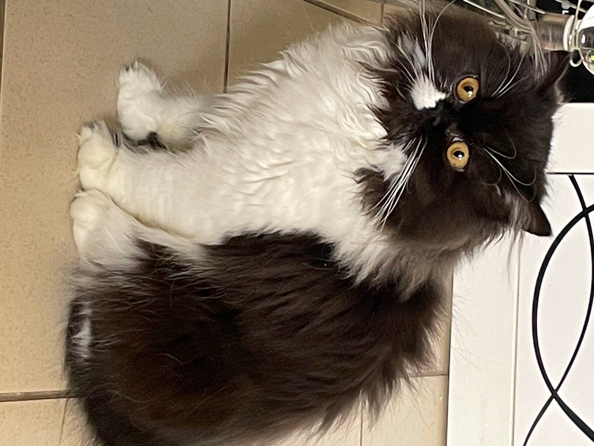 Rubby a rejoint le concours — aidez-le/la à gagner de superbes lots ! british_longhair, canidae, carnivore, cat, claw, fashion_accessory, felidae, fur, human_body, natural_material, paw, small_to_medium_sized_cats, snout, tail, terrestrial_animal, whiskers