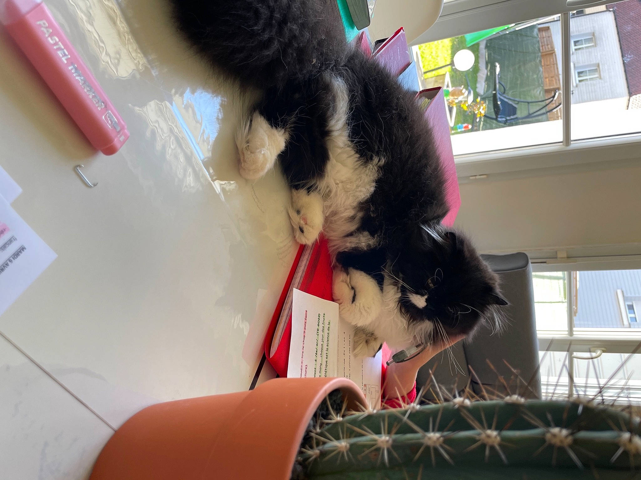 Rubby participe au concours pour gagner de l'argent avec cette photo : carmine, carnivore, companion_dog, dog_breed, felidae, fur, human_leg, mammal, natural_material, plush, room, small_to_medium_sized_cats, sporting_group, stuffed_toy, tail, textile, thigh, toy, vertebrate, window