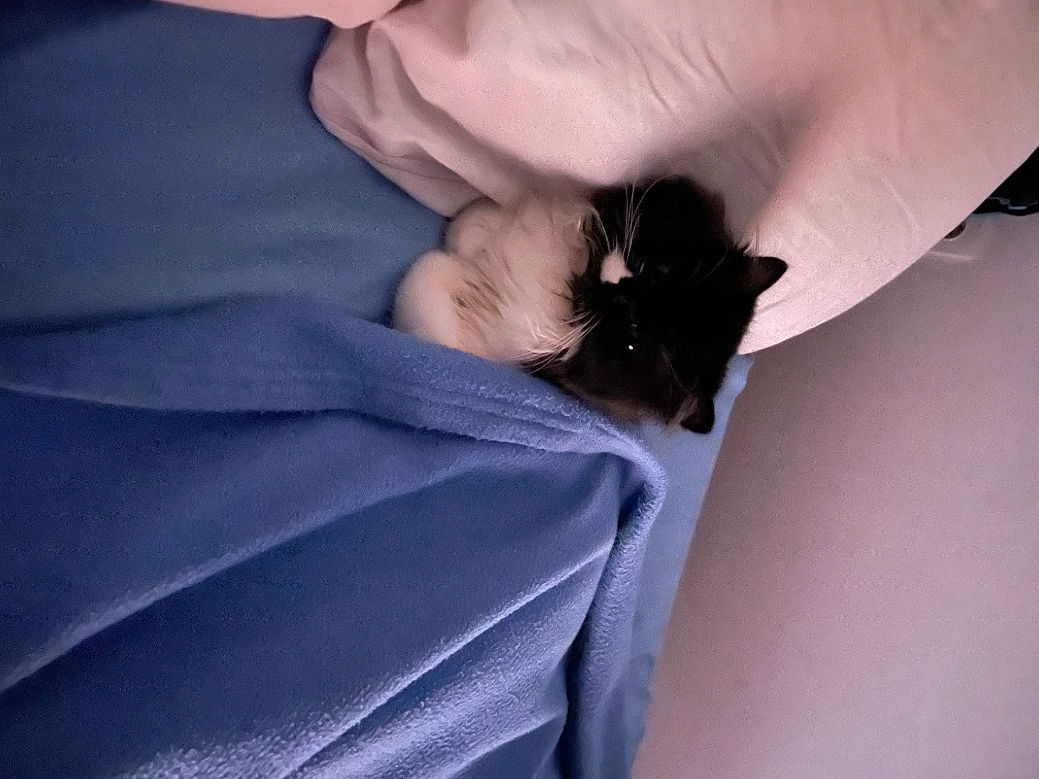 Rubby a rejoint le concours — aidez-le/la à gagner de superbes lots ! bat, carnivore, comfort, companion_dog, dog_breed, dress, electric_blue, felidae, finger, formal_wear, gesture, hand, human_body, human_leg, leg, neck, small_to_medium_sized_cats, tints_and_shades, whiskers, wrist