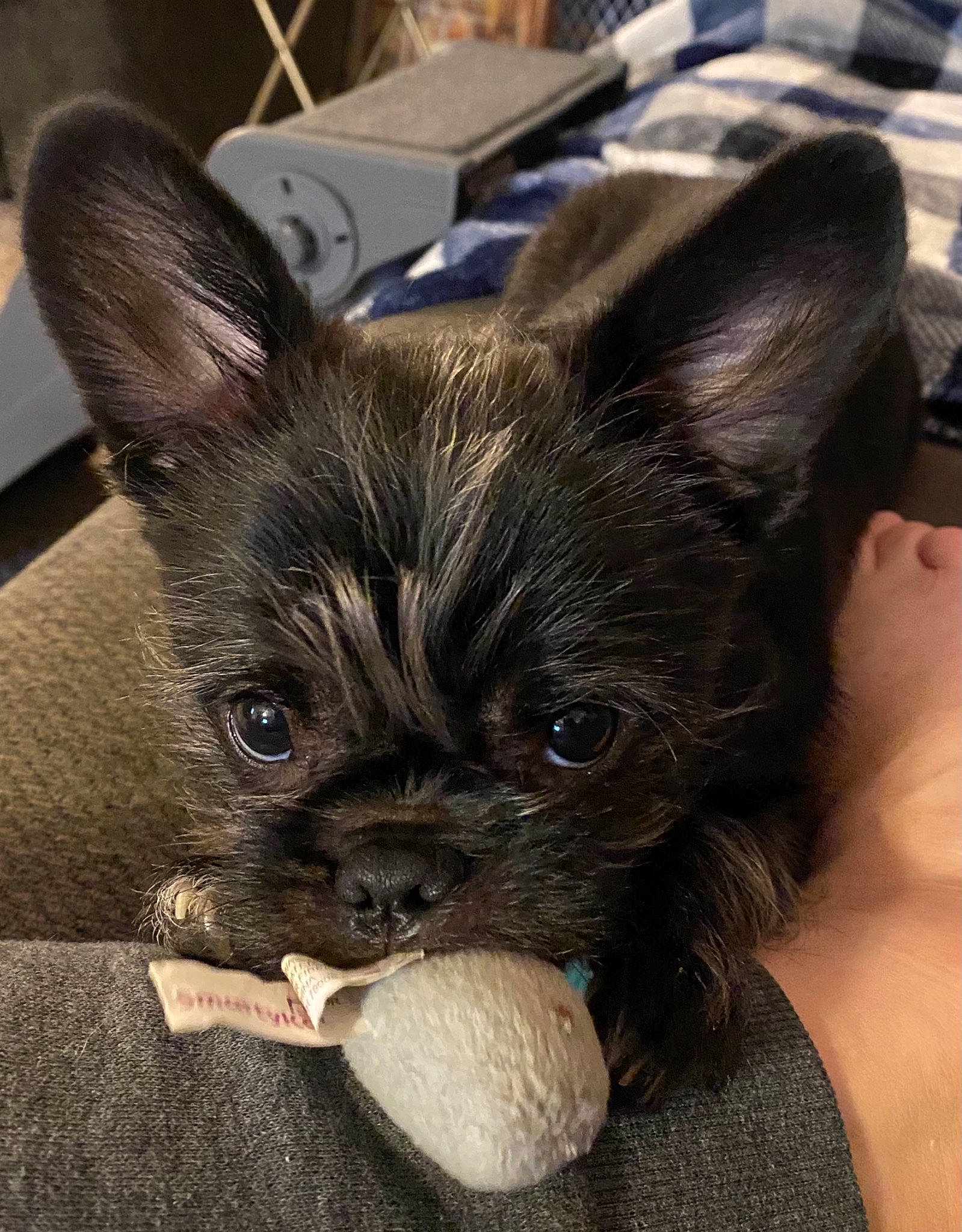 Hoss joined the competition — help win amazing prizes! box, carnivore, companion_dog, dog, dog_breed, fawn, non_sporting_group, puppy, puppy_love, shipping_box, skin, snout, sweetness, toy_dog, vertebrate, whiskers, working_animal