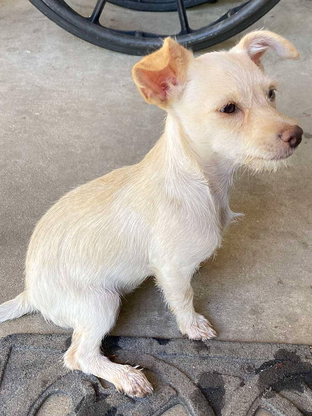 Gwen joined the competition — help win amazing prizes! ancient_dog_breeds, canidae, carnivore, collar, companion_dog, dog, dog_breed, dog_supply, fawn, non_sporting_group, paw, puppy, snout, sporting_group, tail, terrestrial_animal, toy_dog, whiskers, working_animal