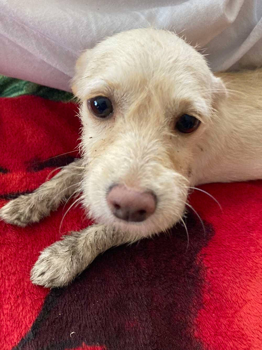 Gwen joined the competition — help win amazing prizes! carnivore, companion_dog, dog, dog_breed, ear, fur, paw, snout, terrestrial_animal, terrier, whiskers, working_animal