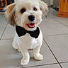 dog, small_dog, bow_tie, indoor, tile_floor, pet, cute, white_fur, happy, smiling, sitting, fur, animal, companion, domestic_animal, portrait, canine, friendly, floor, household