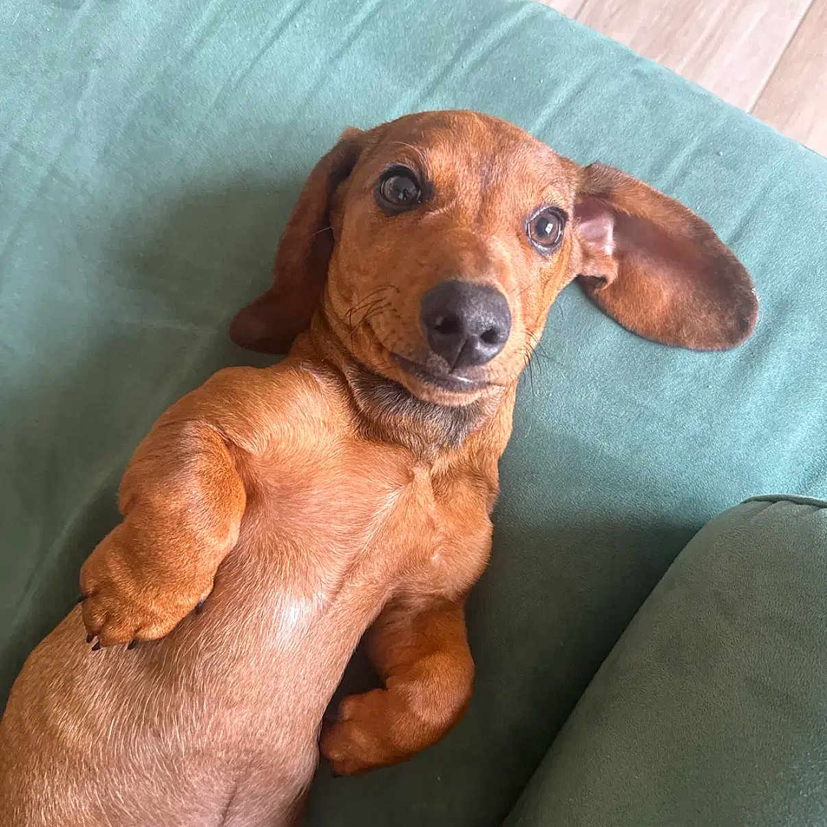 Cookie participe au concours pour gagner de l'argent avec cette photo : dog, dachshund, puppy, brown_dog, floppy_ears, long_body, short_legs, pet, animal, portrait, close_up, lying_down, relaxed, looking_at_camera, large_eyes, black_nose, fur, couch, indoor, cute
