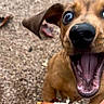 Cookie participe au concours pour gagner de l'argent avec cette photo : dog, puppy, brown_dog, close_up, portrait, funny, happy, excited, open_mouth, teeth, tongue, nose, eyes, floppy_ears, fur, animal, outdoor, ground, playful, photography
