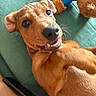 dog, puppy, tan_dog, smiling, teeth, black_nose, brown_eyes, short_fur, lying_down, close_up, portrait, pet, animal, teal_cushion, couch, teddy_bear, plush_toy, indoors, cute, playful