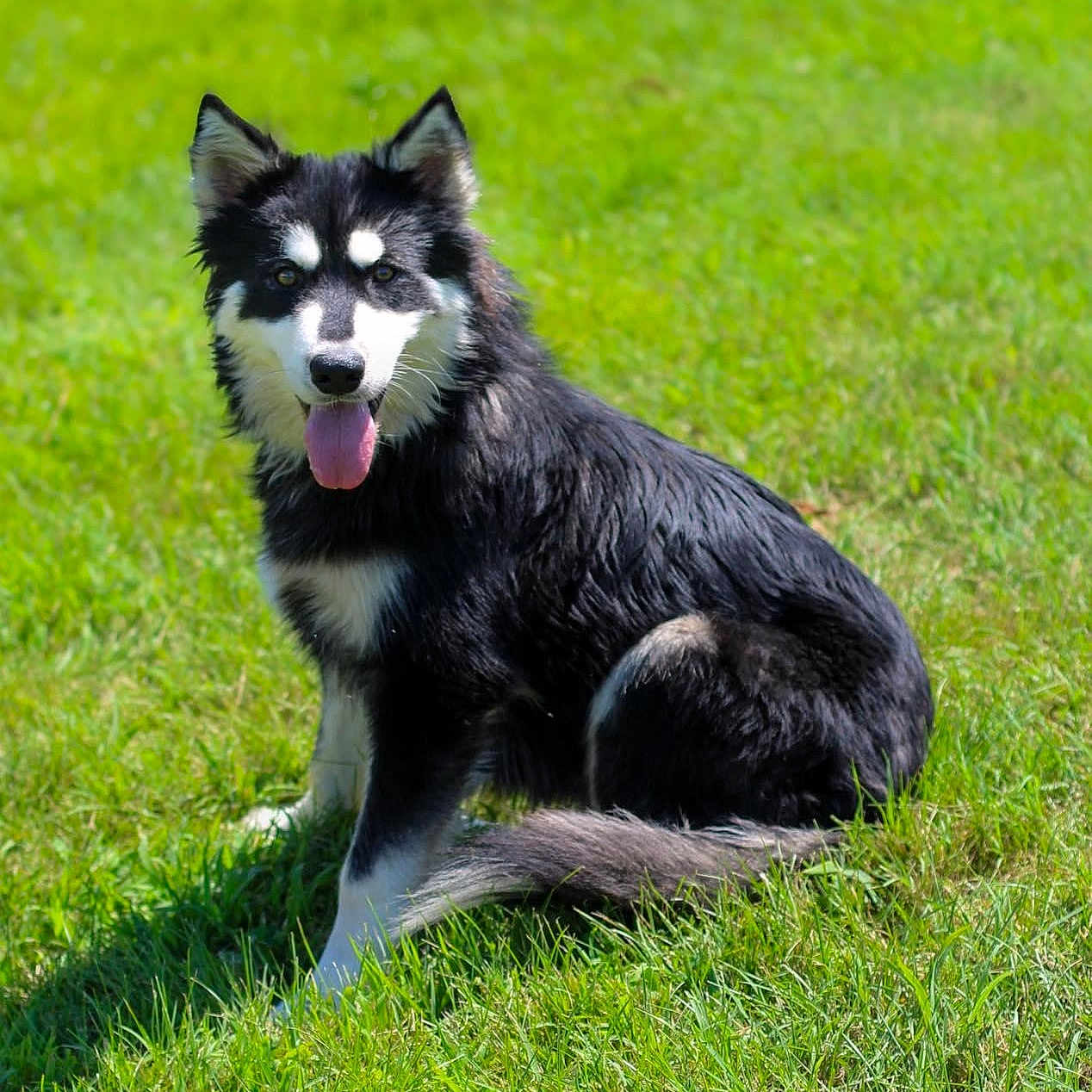 Maxwell joined the competition — help win amazing prizes! dog, canine, sitting, grass, outdoor, black_and_white, tongue_out, happy, pet, animal, fur, ears, tail, daylight, nature, friendly, muzzle, alert, portrait, summer