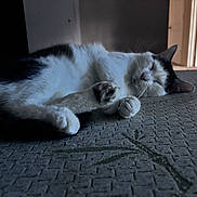 Gypsy is registered to the contest to win money with this photo: animal, black_and_white, cat, closeup, cozy, domestic_animal, feline, fur, home, indoor, mattress, pattern, paw, peaceful, quiet, relaxed, resting, sleeping, soft_light, texture