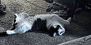 Gypsy is registered to the contest to win money with this photo: animal, black_and_white, carpet, cat, clothing, cozy, curious, domestic, ears, floor, furniture, home, indoor, lying_down, paws, pet, relaxed, resting, tail, whiskers