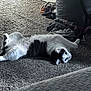 Gypsy is registered to the contest to win money with this photo: cat, black_and_white, carpet, lying_down, indoor, furniture, clothing, relaxed, pet, animal, curious, floor, home, cozy, domestic, whiskers, ears, tail, paws, resting