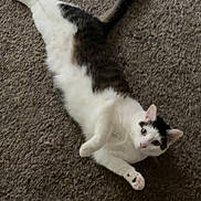 Gypsy is registered to the contest to win money with this photo: cat, pet, indoor, carpet, feline, white_fur, tabby, animal, relaxed, stretching, cute, laying_down, paw, whiskers, ears, tail, curious, domestic, mammal, fur