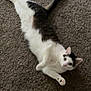 cat, pet, indoor, carpet, feline, white_fur, tabby, animal, relaxed, stretching, cute, laying_down, paw, whiskers, ears, tail, curious, domestic, mammal, fur