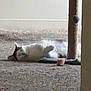 Gypsy joined the competition — help win amazing prizes! animal, carpet, cat, cozy, domestic, feline, floor, furniture, gray, home, indoor, lying_down, pet, quiet, relaxed, resting, scratching_post, sleeping, toy, white