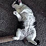 Gypsy joined the competition — help win amazing prizes! cat, pet, feline, lying_down, carpet, scratching_post, white_fur, black_fur, paw, tail, indoor, fur, cute, animal, relaxed, whiskers, ears, side_view, close_up, domestic_cat