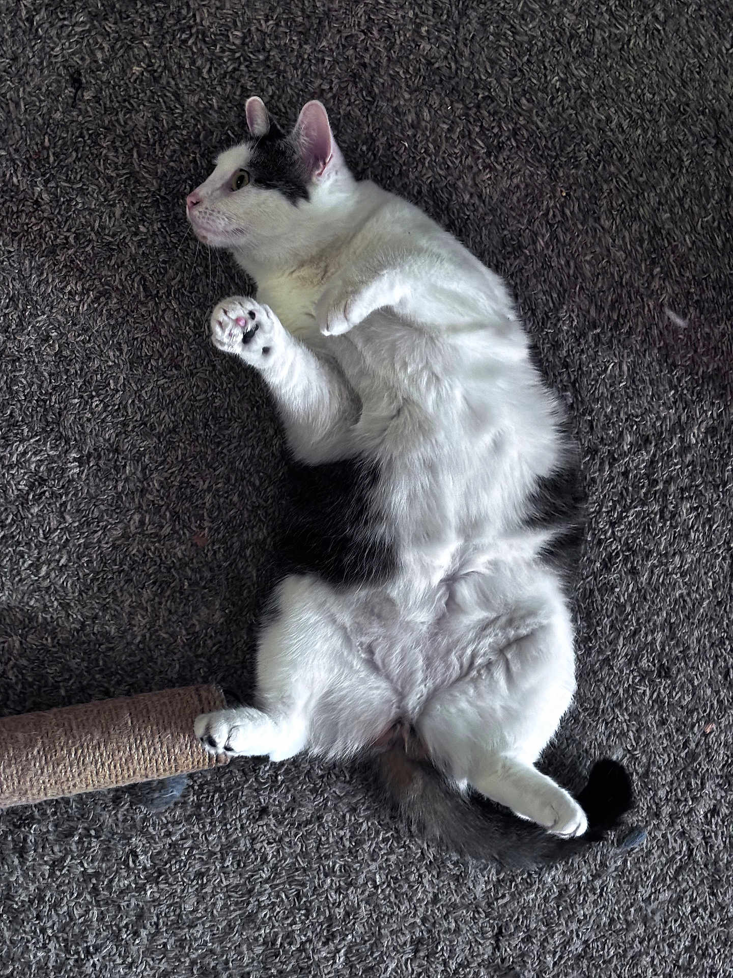 Gypsy joined the competition — help win amazing prizes! cat, pet, feline, lying_down, carpet, scratching_post, white_fur, black_fur, paw, tail, indoor, fur, cute, animal, relaxed, whiskers, ears, side_view, close_up, domestic_cat