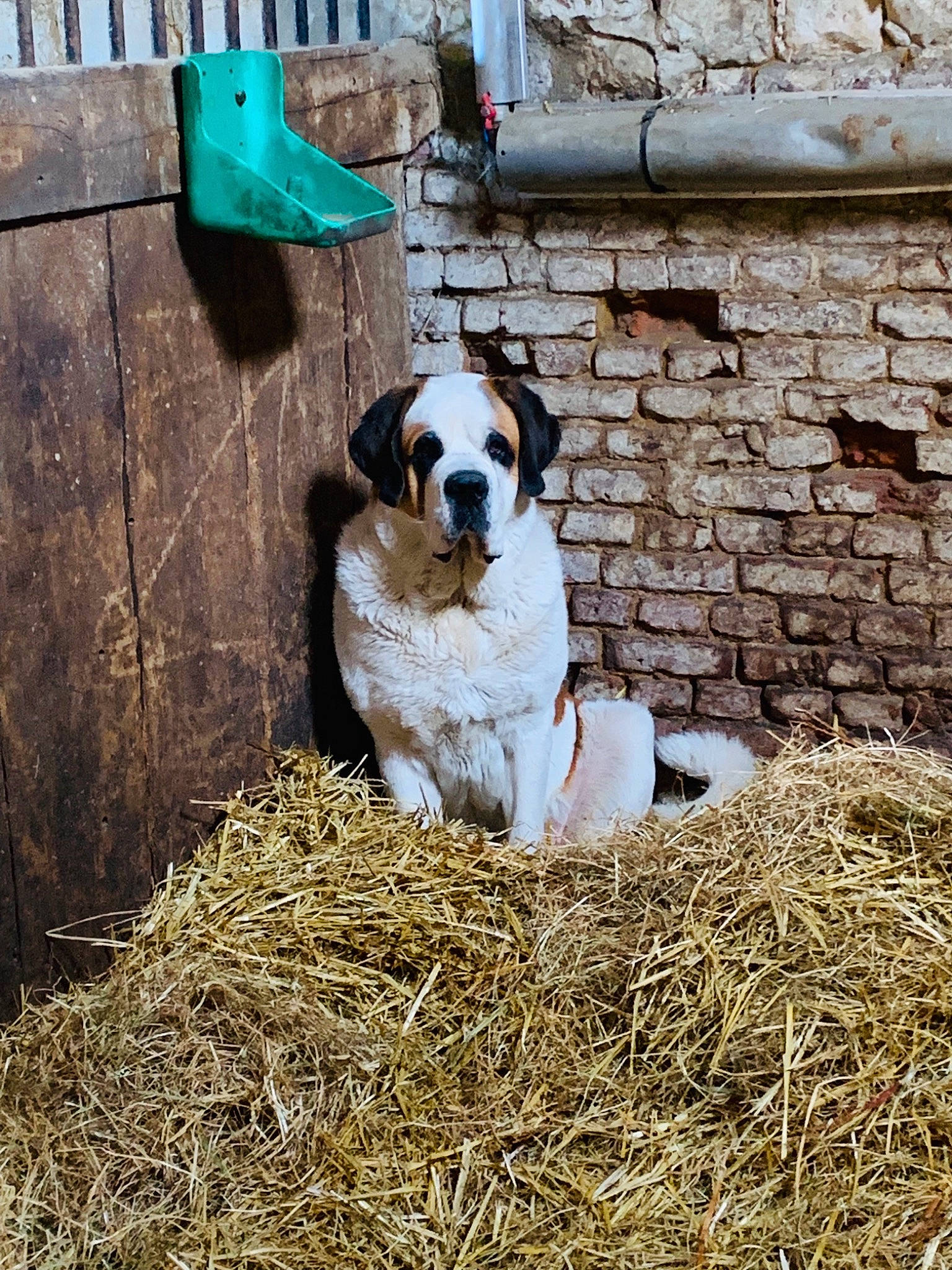 Oasis participe au concours pour gagner de l'argent avec cette photo : agriculture, brick, brickwork, canidae, carnivore, collar, companion_dog, dog, dog_breed, dog_supply, hay, pet_supply, snout, sporting_group, stone_wall, straw, working_animal, working_dog