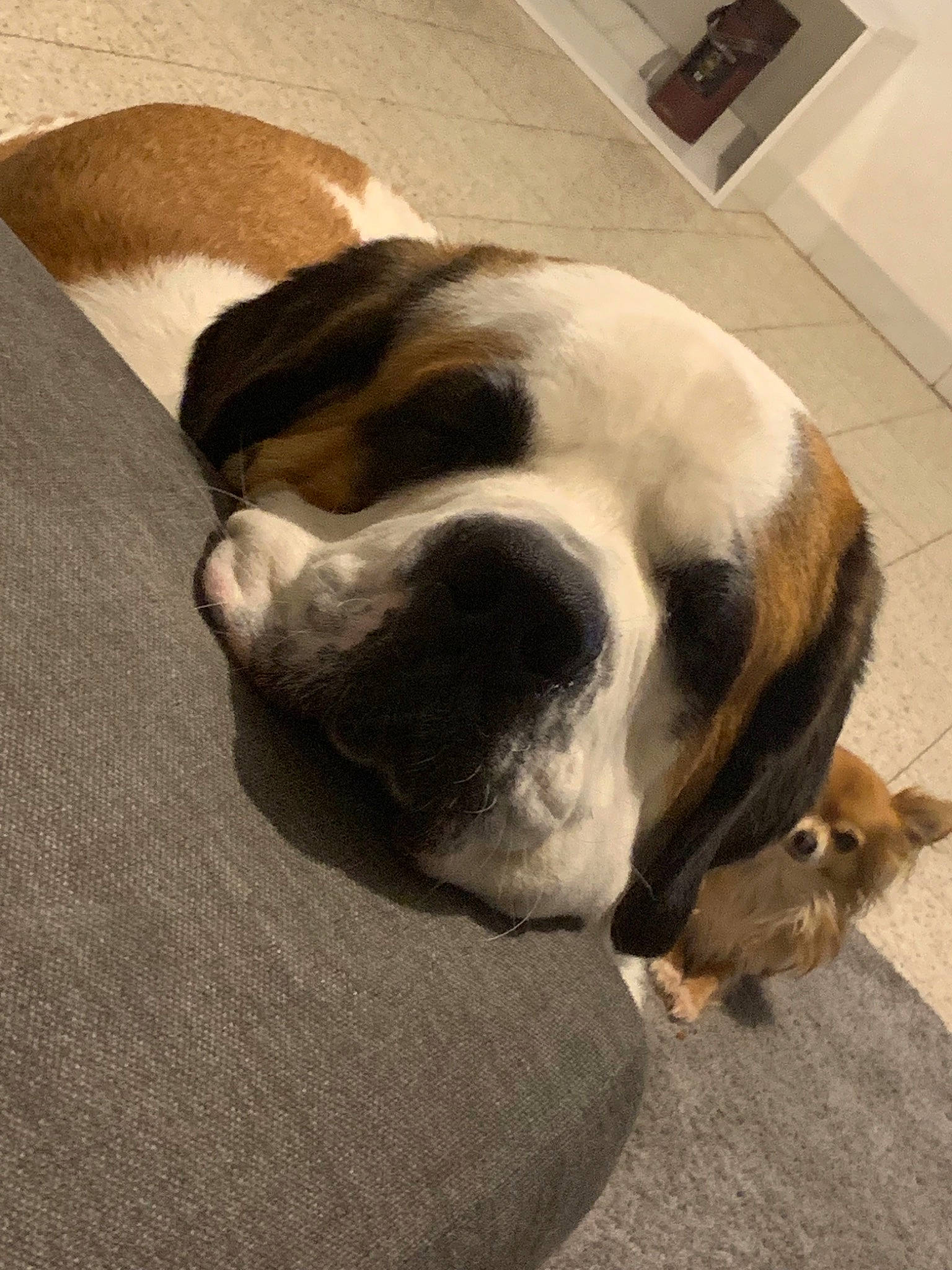 Oasis participe au concours pour gagner de l'argent avec cette photo : beige, boston_terrier, bulldog, canidae, carnivore, companion_dog, dog, dog_breed, fawn, molosser, non_sporting_group, old_english_bulldog, picture_frame, snout, sporting_group, terrestrial_animal, working_animal, working_dog