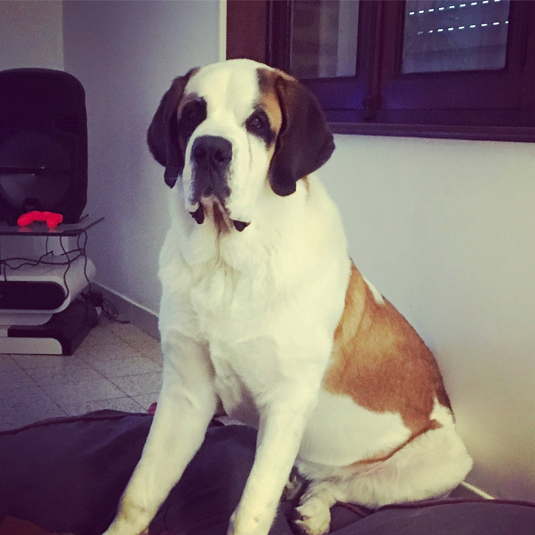 Oasis a rejoint le concours — aidez-le/la à gagner de superbes lots ! armrest, beaglier, canidae, carnivore, collar, companion_dog, dog, dog_breed, dog_collar, fur, hound, liver, pet_supply, picture_frame, snout, sporting_group, tail, vertebrate, working_animal, working_dog