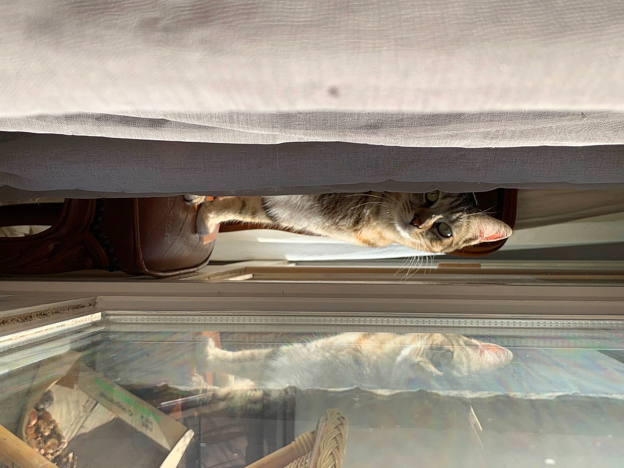 Nala participe au concours pour gagner de l'argent avec cette photo :