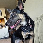 Lillie is registered to the contest to win money with this photo: animal, architecture, art, building, canine, chair, couch, cushion, dog, furniture, germanshepherd, homedecor, hound, husky, indoors, livingroom, painting, pet, puppy, room