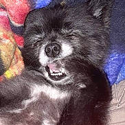 Harley Bug joined the competition — help win amazing prizes! dog, black_dog, fluffy, pet, sleeping, yawning, mouth_open, closed_eyes, blanket, colorful, cozy, indoor, fur, cute, animal, snuggle, resting, relaxed, companion, domestic