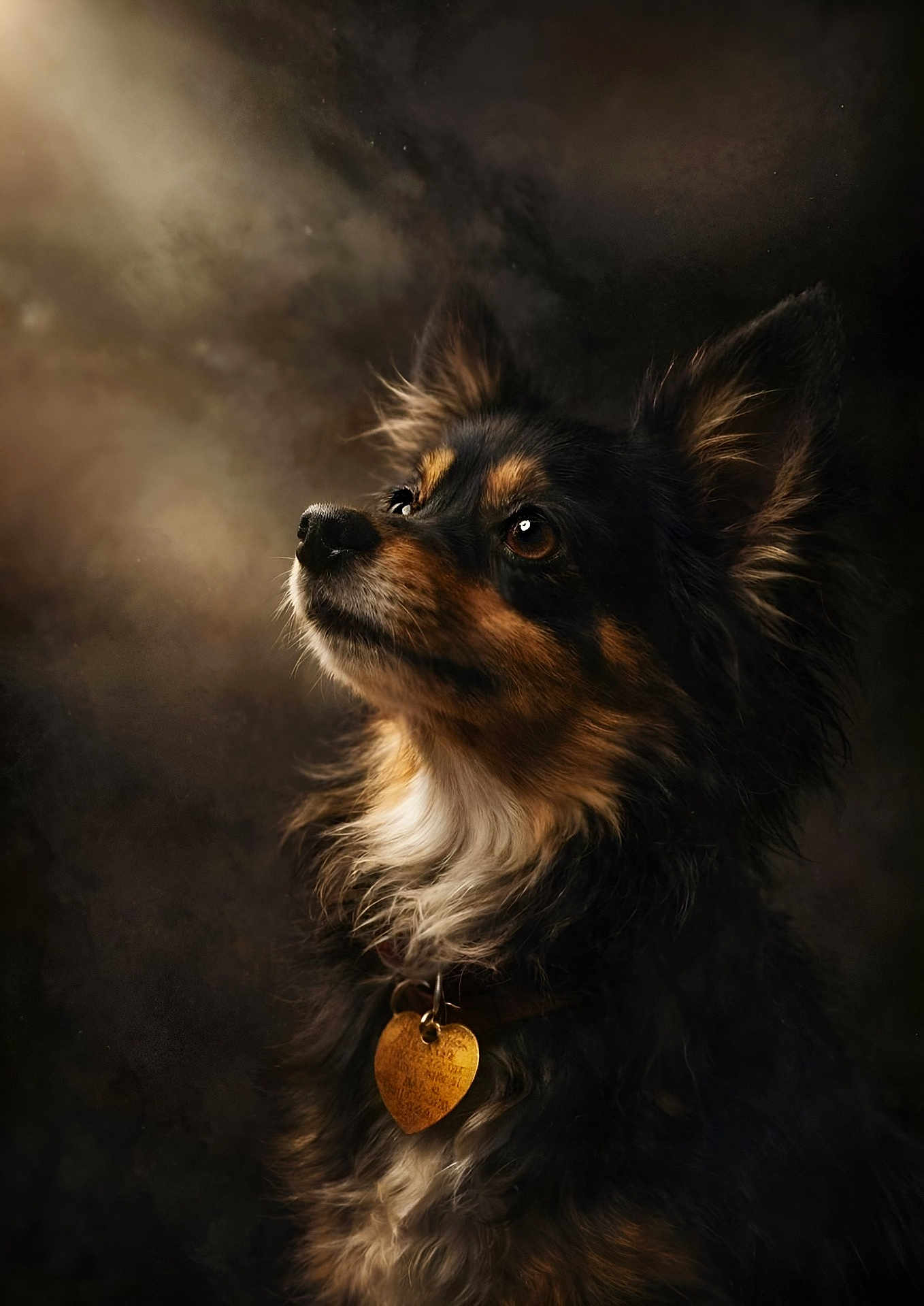 Foxy joined the competition — help win amazing prizes! dog, pet, portrait, fluffy_fur, tricolor, collar, heart_tag, brown_eyes, attentive, looking_up, studio_lighting, dramatic_lighting, close_up, ears, muzzle, whiskers, soft_background, bokeh, soulful, majestic