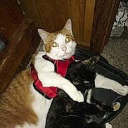 Colby joined the competition — help win amazing prizes! cat, cats, orange_cat, black_cat, tortoiseshell_cat, pet, cuddling, hugging, red_harness, harness, carpet, wood_paneling, indoor, flash_glare, whiskers, paws, eyes, snuggling, backpack, floor