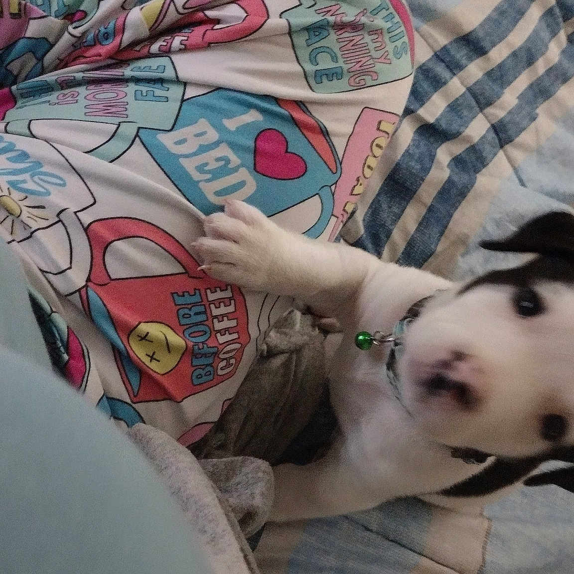 Rocky joined the competition — help win amazing prizes! art, artist, automotive_design, carmine, carnivore, companion_dog, dog, dog_breed, drawing, fawn, fur, graffiti, linens, nail, painting, pattern, sporting_group, t_shirt, tattoo, visual_arts